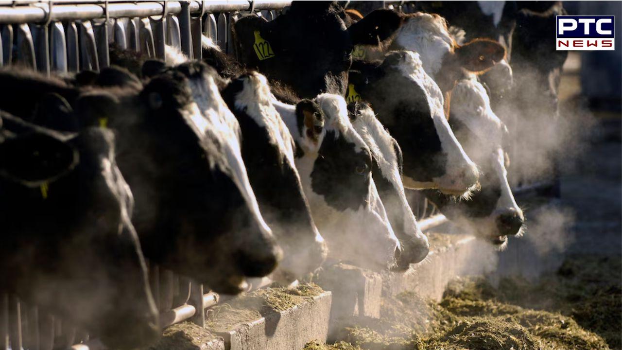 Bird flu detected in high concentrations in raw cow milk; WHO issues warning in US and India