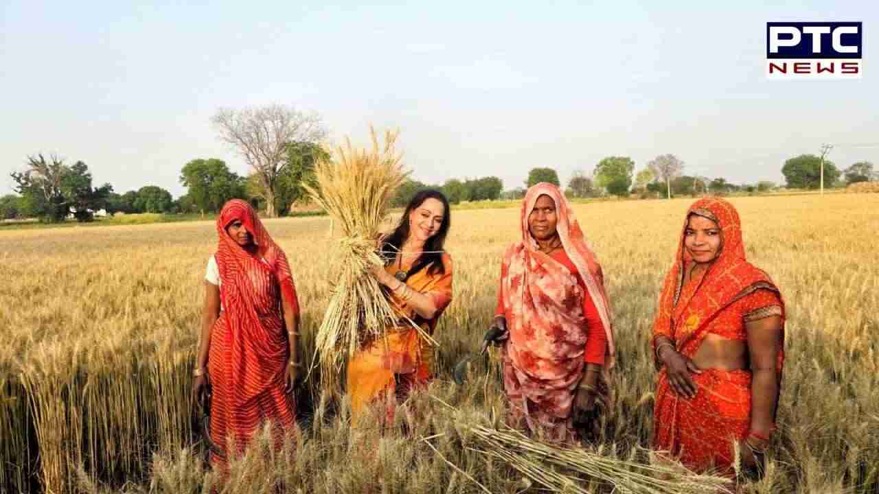 Hema Malini visits wheat field in Mathura, interacts with farmers  | See Pics