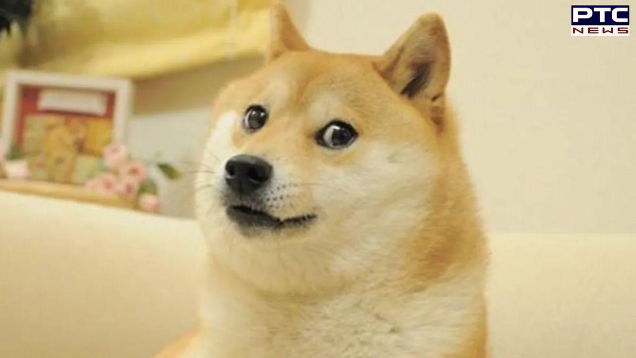 Viral 'doge' meme dog Kabosu dies
