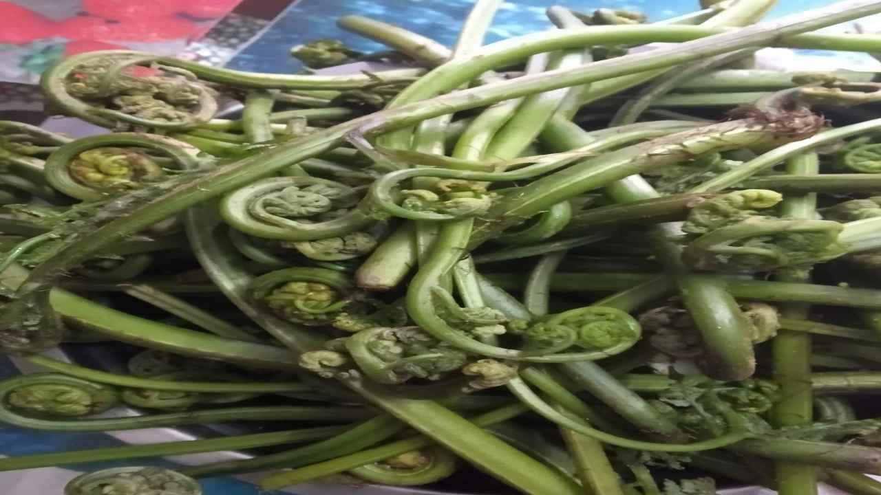 Himachal: जंगली सब्जी लुंगडू पौष्टिक ही नहीं औषधीय गुणों से होती है भरपूर, पहाड़ों में प्राकृतिक रूप से उगती है लिंगड की सब्ज़ी