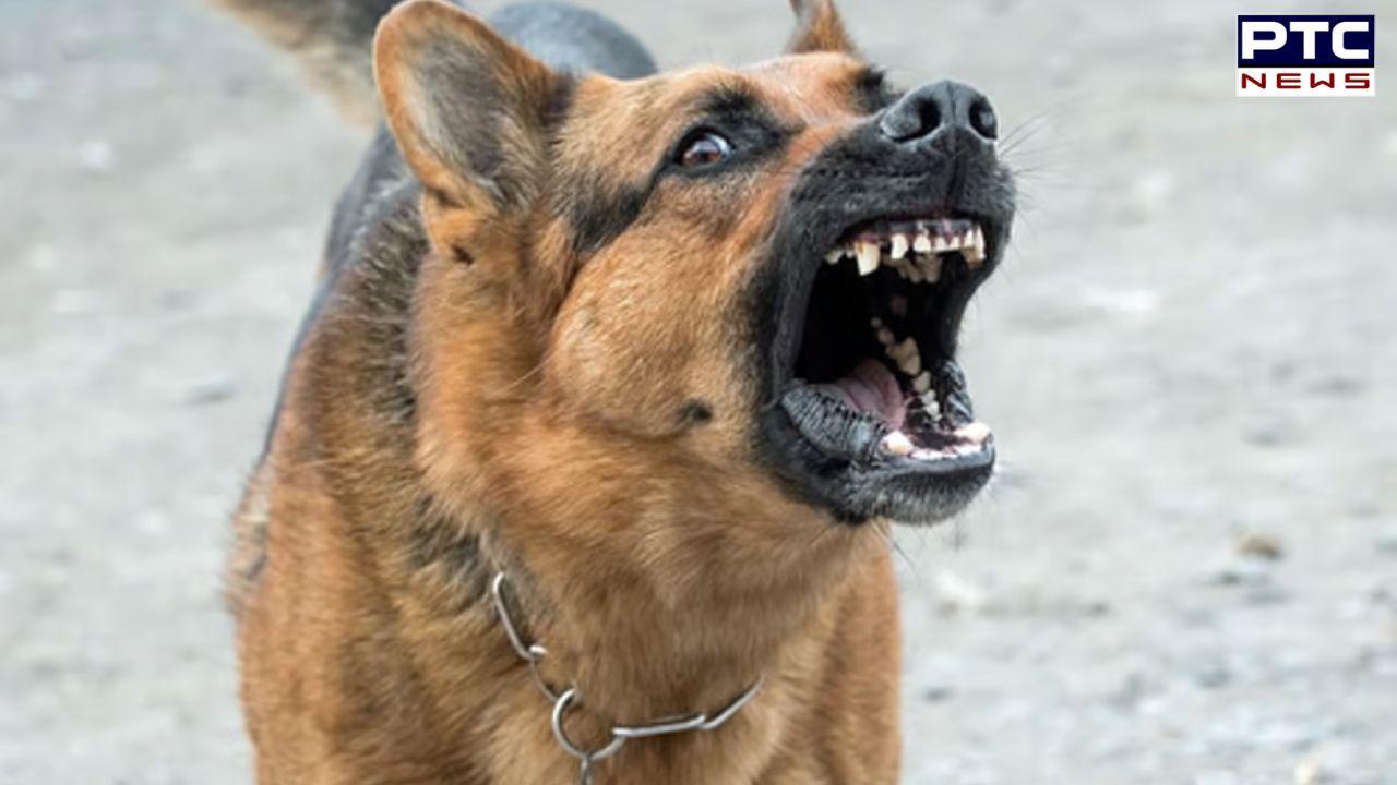 Stray Dog Attack : ਖੰਨਾ 'ਚ ਸੈਰ ਕਰ ਰਹੀ ਔਰਤ 'ਤੇ ਆਵਾਰਾ ਕੁੱਤੇ ਨੇ ਕੀਤਾ ਹਮਲਾ, ਬੁਰੀ ਤਰ੍ਹਾਂ ਨੋਚਿਆ ਮੂੰਹ, ਹਾਲਤ ਗੰਭੀਰ