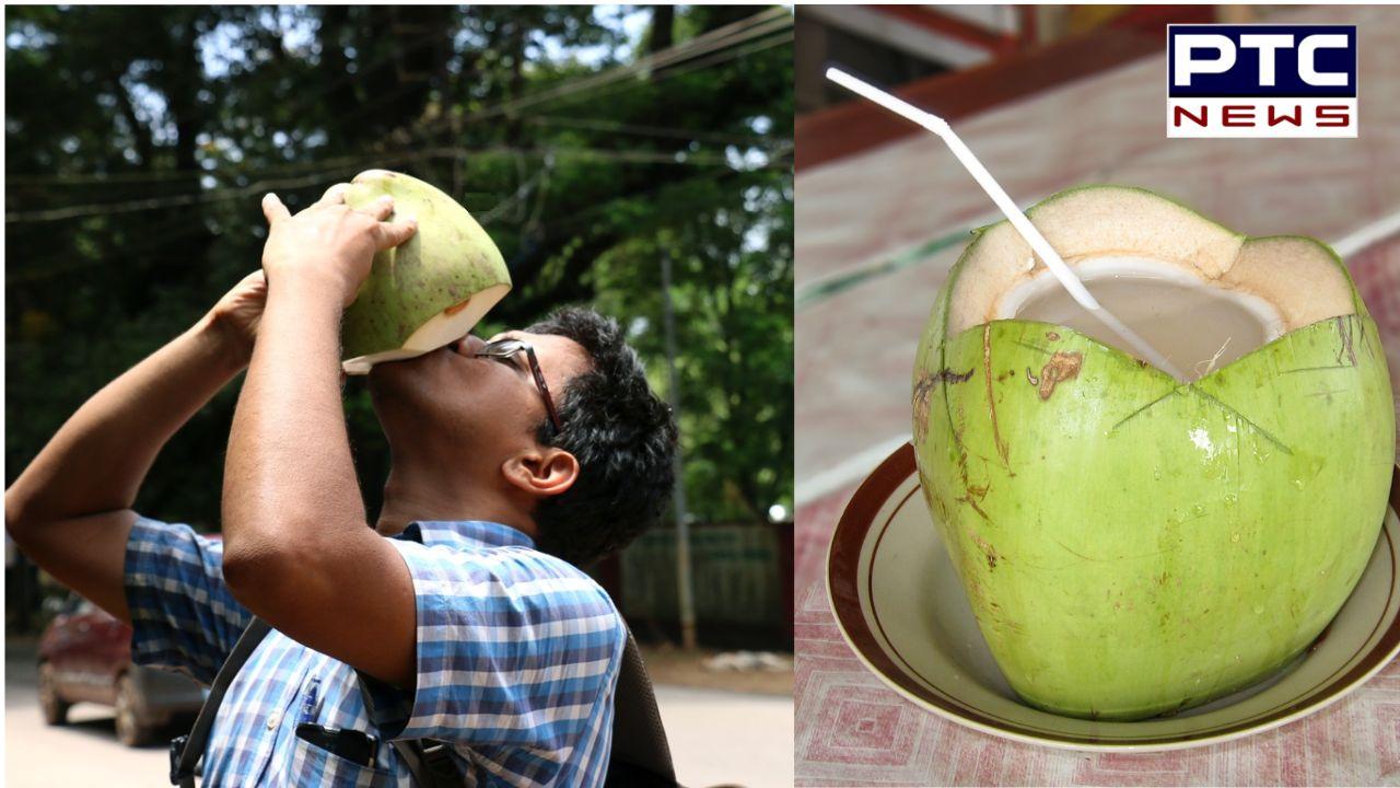 Beware! Consuming coconut water directly from fruit can pose significant health risks | Check Details