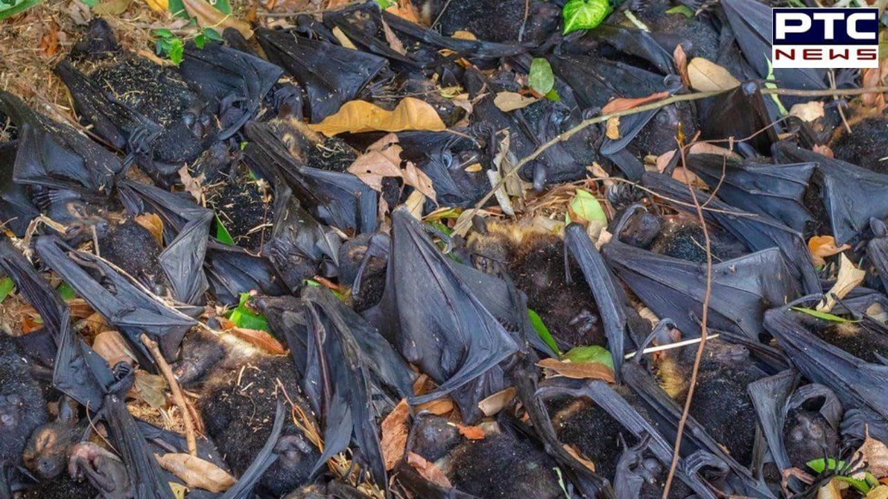 Hit by heat : Birds fall dead from trees as temperature soars to 45°C in Madhya Pradesh