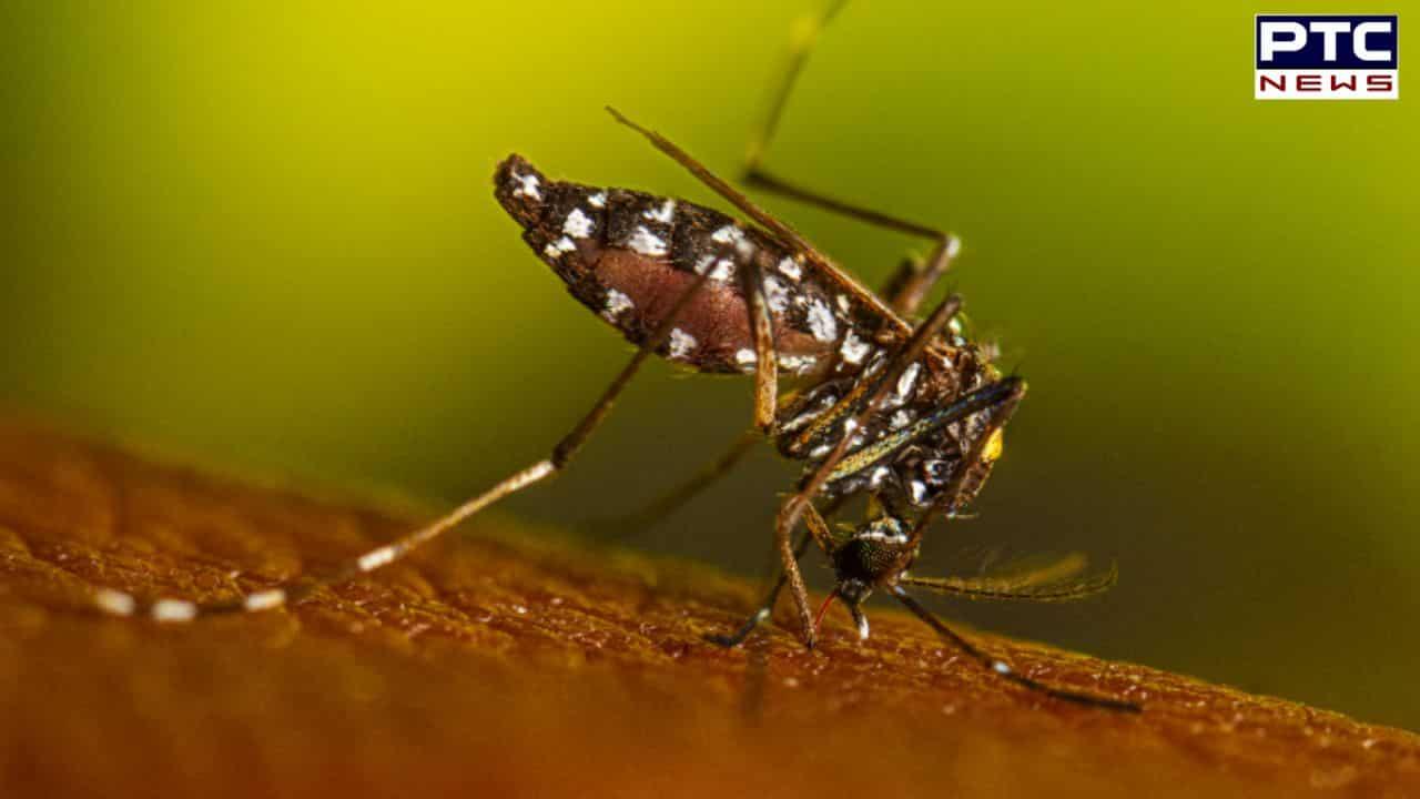 Punjab reports confirmed 151 cases of Dengue, 25 Chikungunya infections