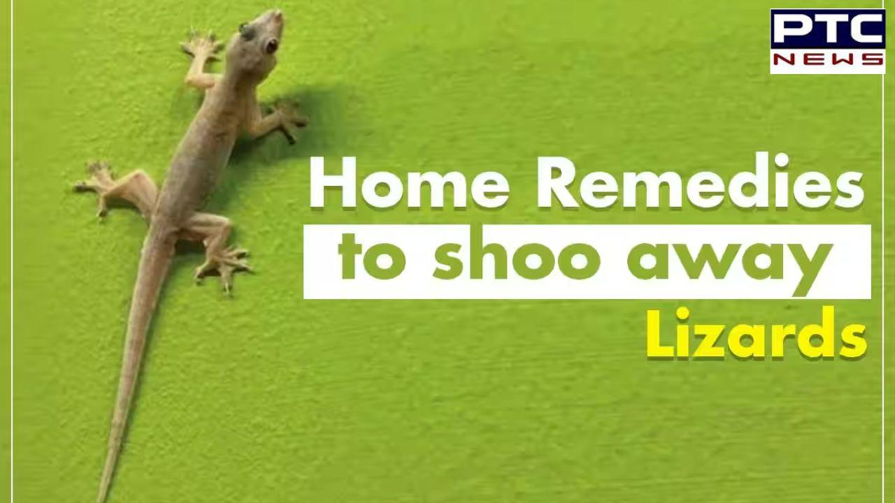 Home Remedies to Get Rid of Lizards | Web Stories - PTC News