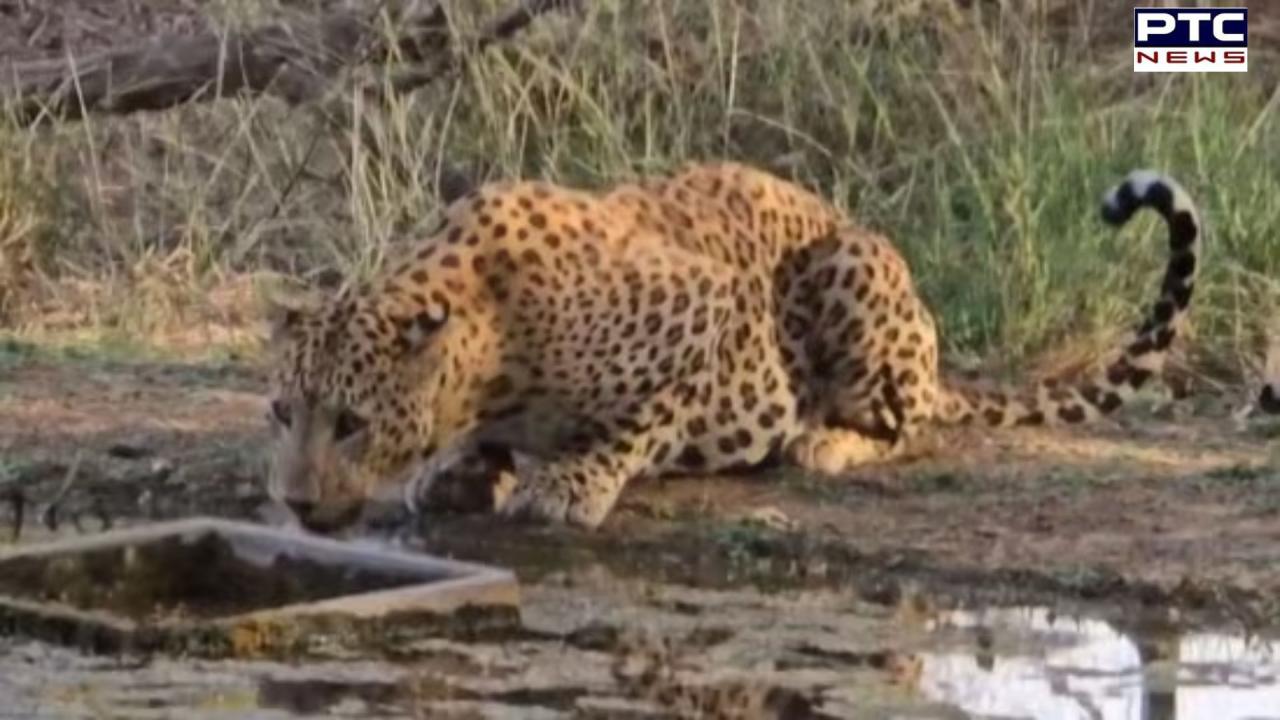 Viral Video: Leopard quenches thirst in Rajasthan amid sweltering heat, captivates the internet