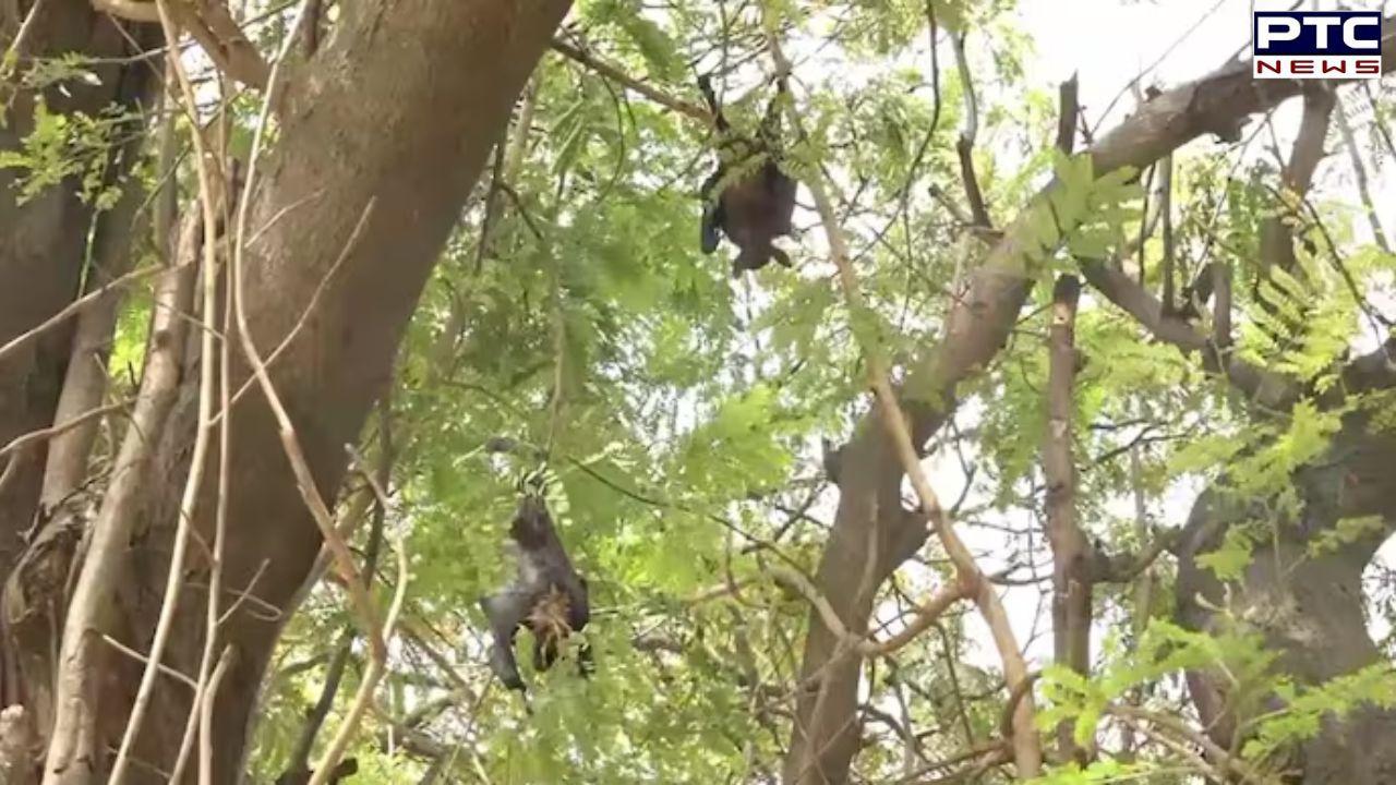 Heatwave: Bats drop dead in Kanpur due to extreme heat