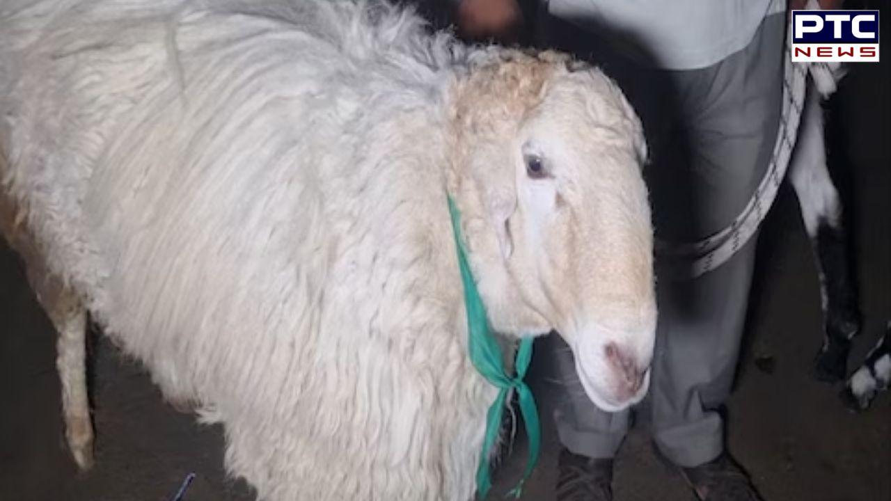 ਖਾਣ-ਪੀਣ ਦਾ ਸ਼ੌਕੀਨ ਹੈ ਇਹ 'ਬੱਕਰਾ', ਕੋਲਡ ਡਰਿੰਕ ਤੋਂ ਲੈ ਕੇ ਕਾਜੂ-ਬਦਾਮਾਂ ਤੱਕ ਹੈ ਖੁਰਾਕ, ਜਾਣੋ ਕੀਮਤ