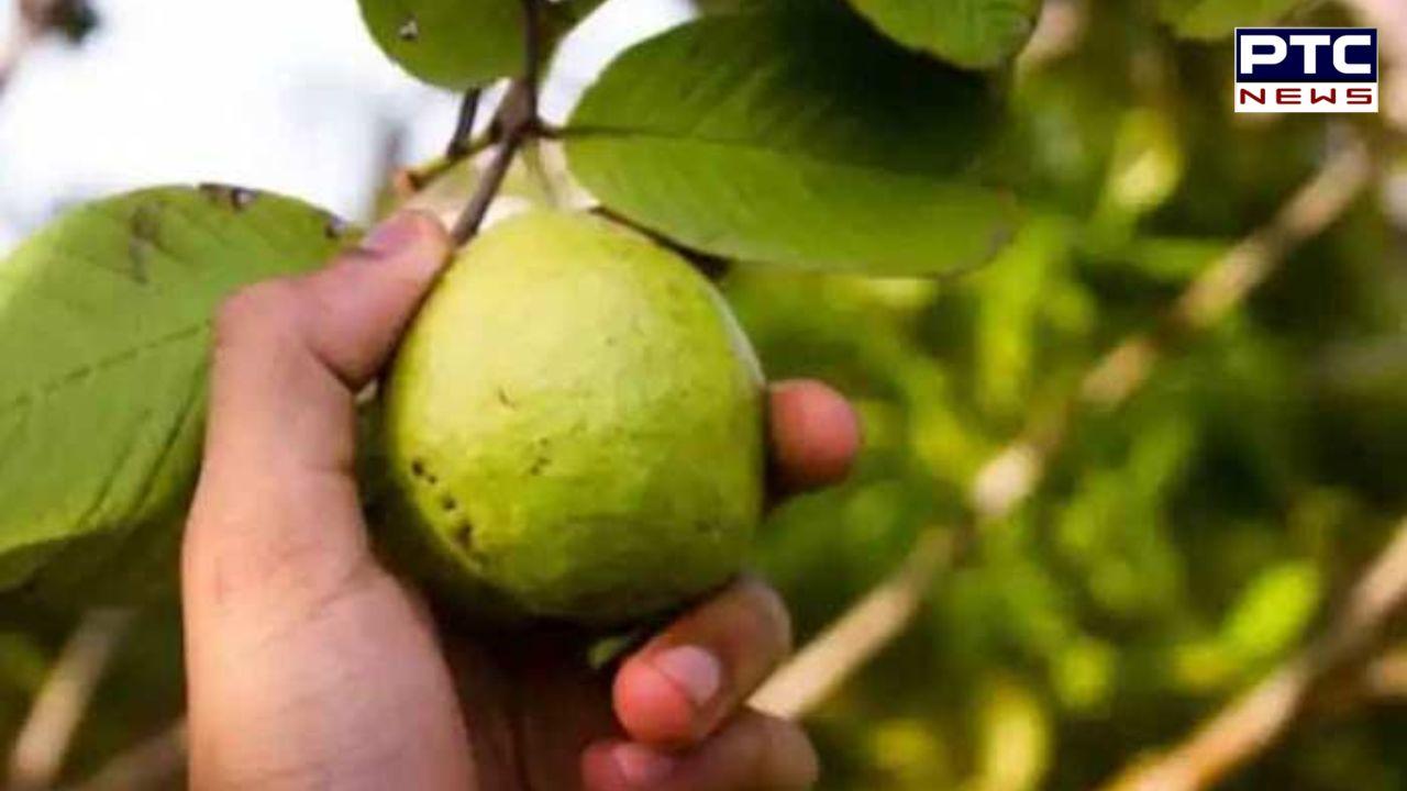 Roasted Guava Benefits : ਸਿਹਤ ਲਈ ਬਹੁਤ ਗੁਣਕਾਰੀ ਹੈ ਭੁੰਨੇ ਹੋਏ ਅਮਰੂਦ ਦਾ ਸੇਵਨ, ਜਾਣੋ ਕੀ-ਕੀ ਹੁੰਦੇ ਹਨ ਲਾਭ