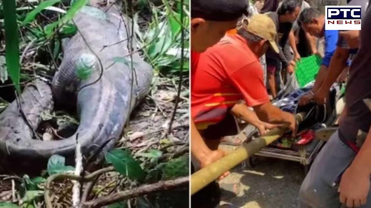 Indonesian woman found deceased inside 16-foot Python after three-day disappearance