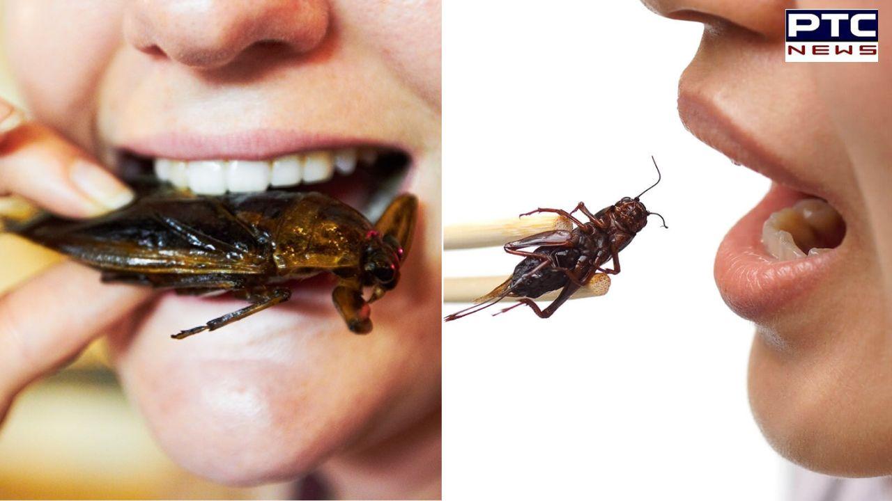 From crickets to grasshopper : Singapore approves THESE 16 insect species as food ; Check List