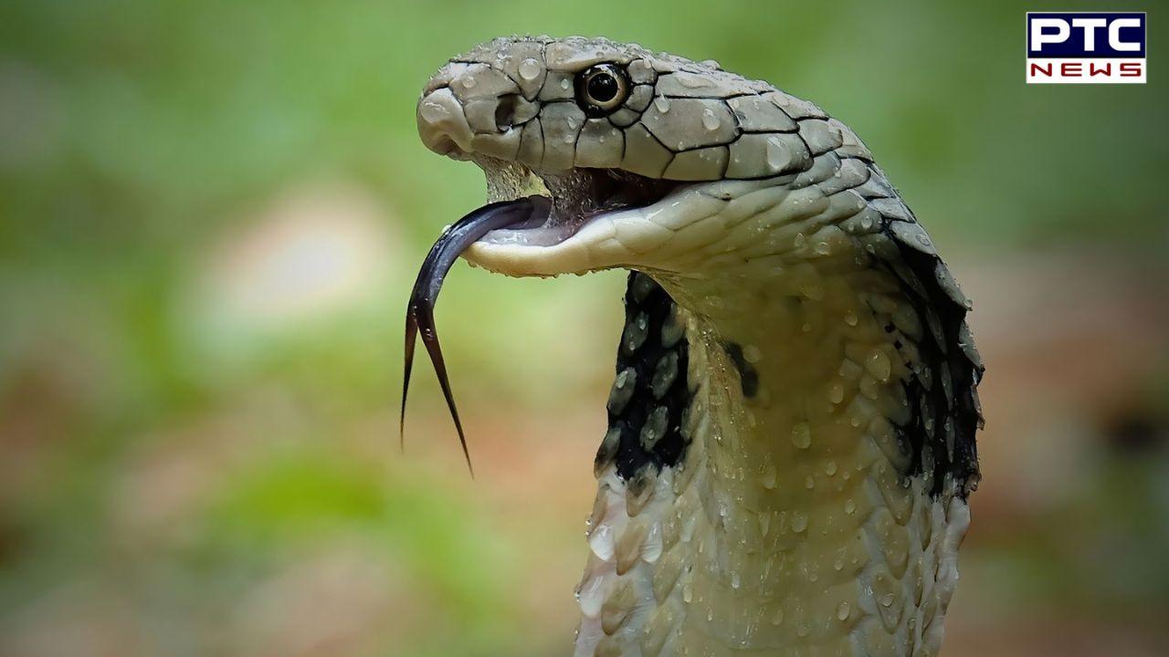 Snake Bite : ਸੱਪ ਦੇ ਡੰਗਣ 'ਤੇ ਸਭ ਤੋਂ ਪਹਿਲਾਂ ਕੀ ਕਰਨਾ ਚਾਹੀਦਾ ਹੈ, ਜਾਣੋ ਮਾਹਰਾਂ ਦੀ ਕੀ ਹੈ ਸਲਾਹ