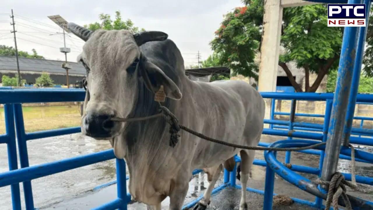 ਬਲਦਾਂ ਦਾ 'ਵਿੱਕੀ ਡੋਨਰ' ਹੈ ਹਾਪੁੜ ਦਾ ਗੋਰਖ, ਹਜ਼ਾਰਾਂ ਗਾਂਵਾਂ ਨੂੰ ਦੇ ਚੁੱਕਿਆ ਹੈ ਜਨਮ