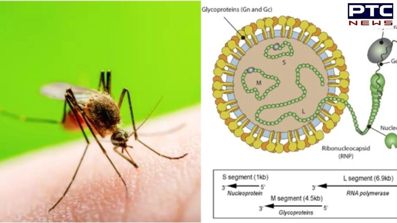 Brazil records first ever deaths from Oropouche Fever; Know all about the mosquito-borne illnesses
