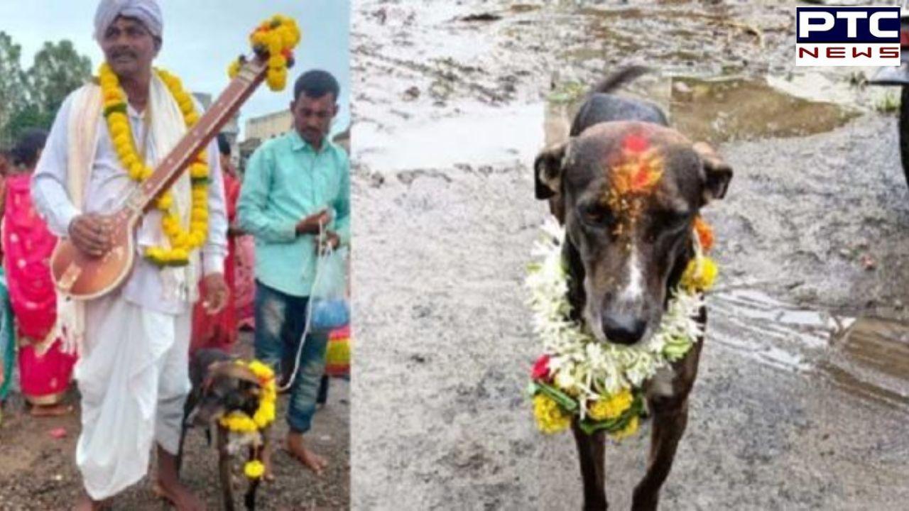 Religious miracle: Lost dog makes miraculous return to home after travelling nearly 250 km on its own