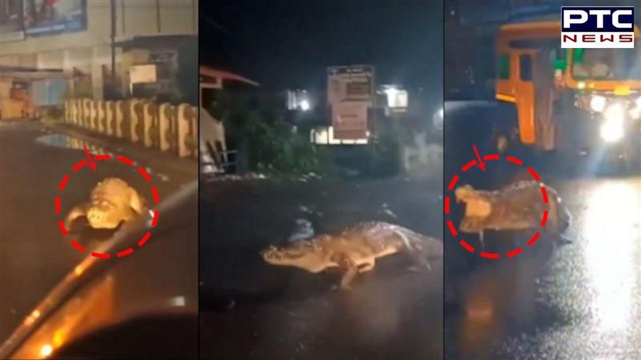 WATCH VISUALS | 8-foot-long crocodile strolls through rain-soaked streets in Maharashtra's Ratnagiri