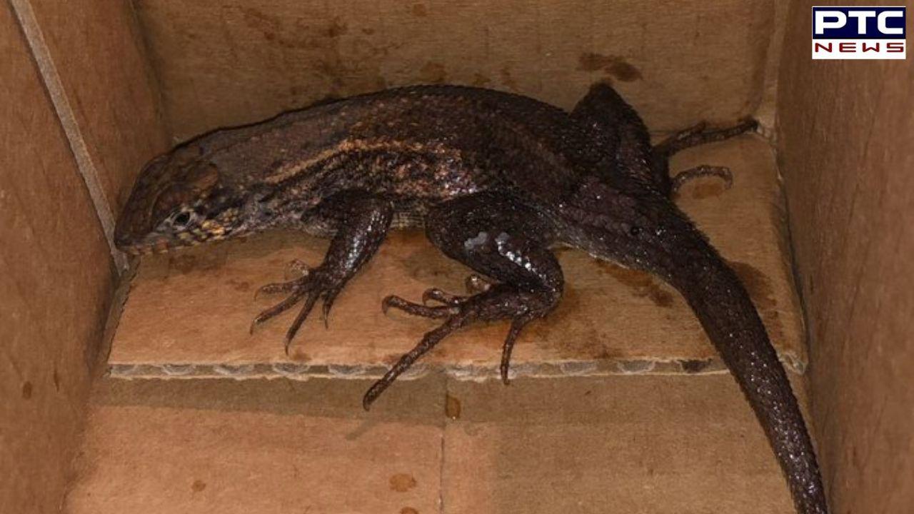 Amazon Surprise: Woman finds wild lizard in Amazon package instead of air fryer; SEE PIC