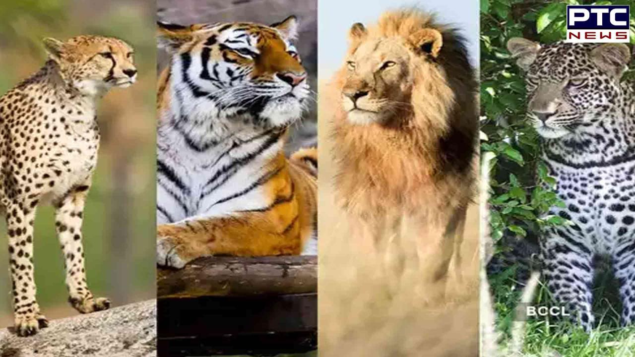 International Tiger Day 2024: Unveiling all about majestic big cats- Lions, Tigers, Jaguars & Leopards