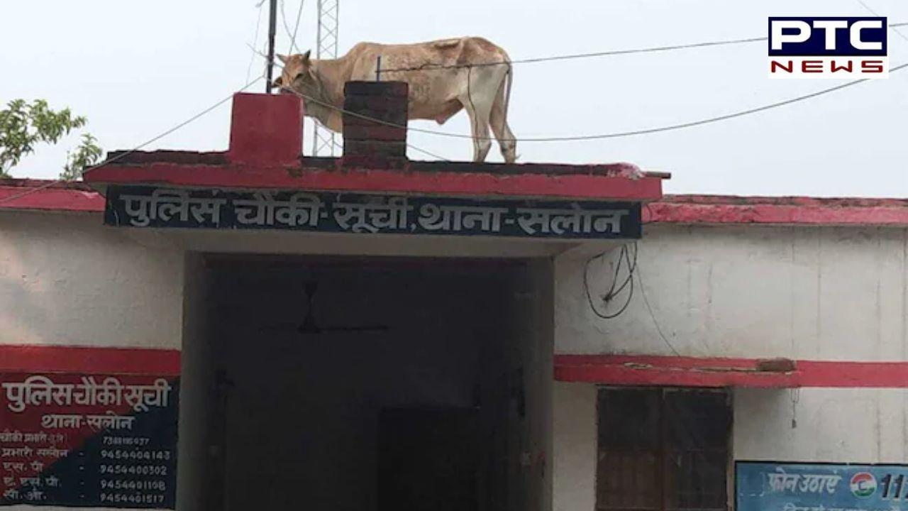 ਰਾਏਬਰੇਲੀ 'ਚ ਥਾਣੇ 'ਤੇ ਬਲਦ ਨੇ ਕੀਤੀ ਚੜ੍ਹਾਈ, ਪੁਲਸੀਆਂ ਨੂੰ ਪਈਆਂ ਭਾਜੜਾਂ