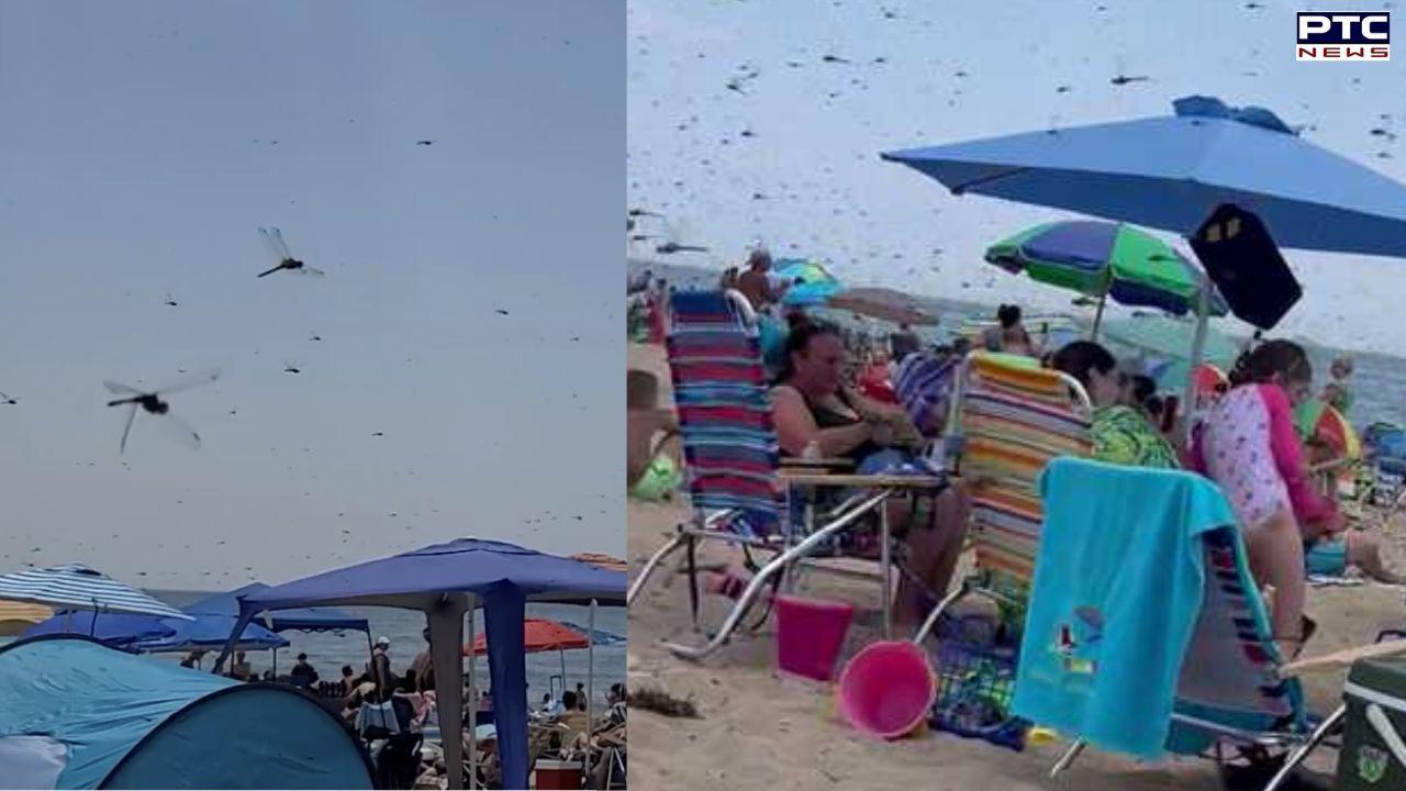 WATCH | Scary video shows swarm of large dragonflies descending on Rhode Island beach