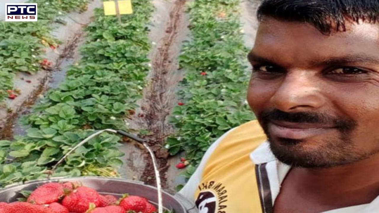 Gujarat's Dang becomes fully natural farming district; tribal youth plant 25,000 strawberry saplings