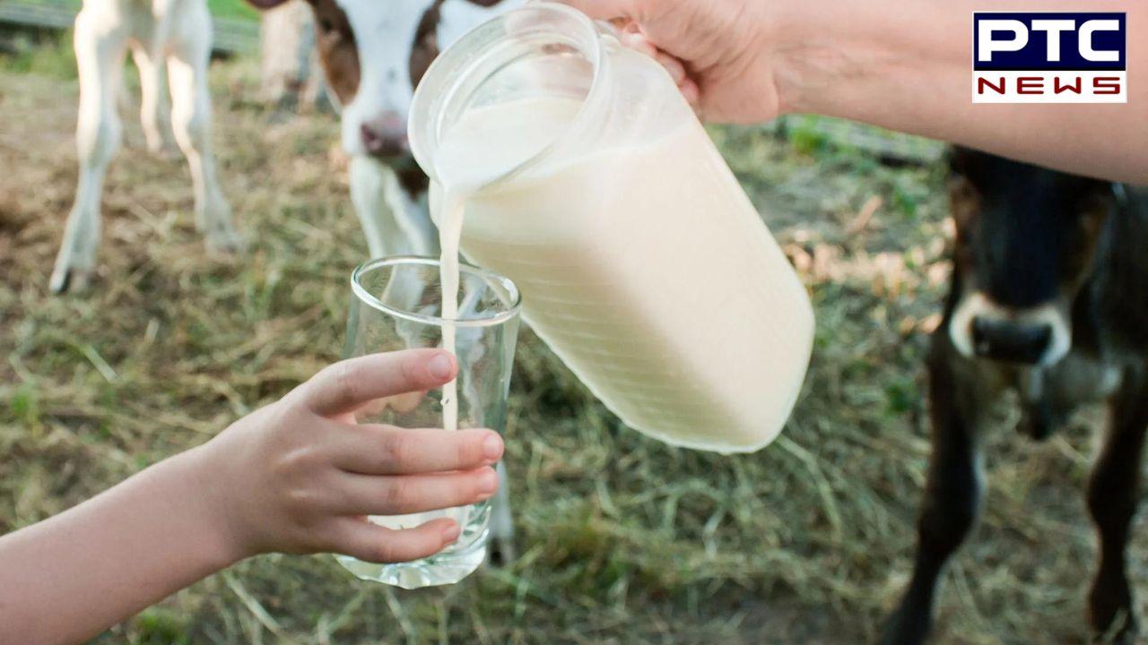 Raw Milk : ਕੀ ਤੁਸੀਂ ਵੀ ਪੀਂਦੇ ਹੋ ਕੱਚਾ ਦੁੱਧ ? ਹੋ ਜਾਓ ਸਾਵਧਾਨ, ਹੁੰਦੇ ਹਨ ਵੱਡੇ ਨੁਕਸਾਨ