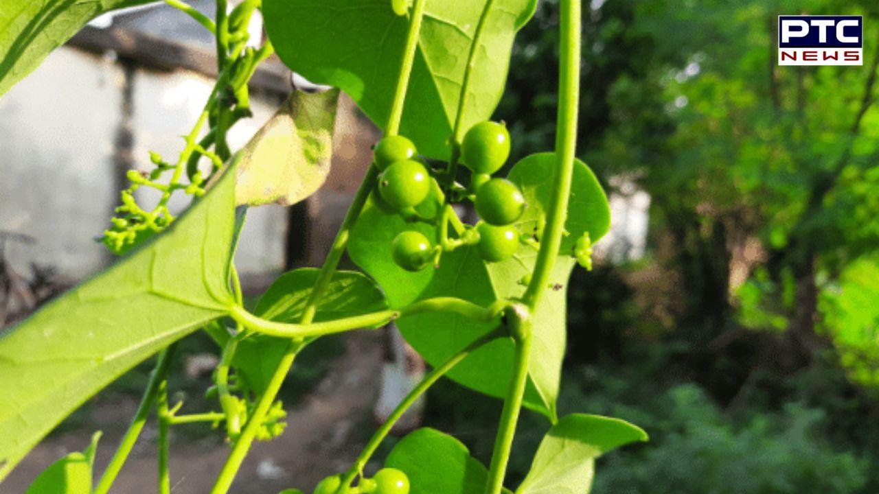 Giloy plant benefits : ਸਿਹਤ ਦਾ ਖਜ਼ਾਨਾ ਹੈ ਗਿਲੋਅ, ਧਾਰਮਿਕ ਤੇ ਆਯੁਰਵੈਦਿਕ ਪੱਖ ਤੋਂ ਵੀ ਹੈ ਮਹੱਤਵਪੂਰਨ