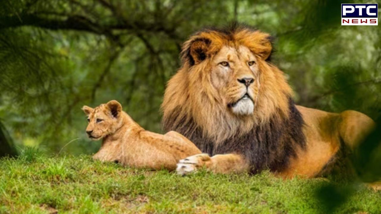 World Lion Day 2024 : ਗੰਭੀਰ ਚਿੰਤਾ ਦਾ ਵਿਸ਼ਾ ਹੈ ਸ਼ੇਰਾਂ ਦੀ ਘਟਦੀ ਗਿਣਤੀ, ਜਾਣੋ ਇਤਿਹਾਸਕ ਤੇ ਸੱਭਿਆਚਾਰਕ ਮਹੱਤਤਾ