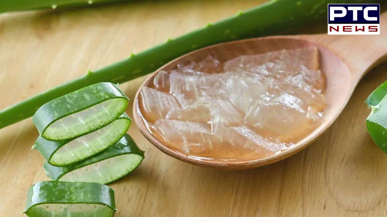 Aloe Vera : ਐਲੋਵੇਰਾ 'ਚ ਇਹ 4 ਚੀਜ਼ਾਂ ਮਿਲਾਓ, ਚਮੜੀ ਨੂੰ ਚਮਕਦਾਰ ਬਣਾਉਣ ਵਾਲਾ ਬਣੇਗਾ ਸੀਰਮ, ਦੂਰ ਹੋਵੇਗੀ ਟੈਨਿੰਗ