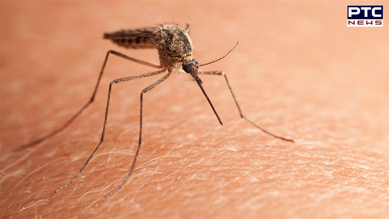 Facts About Mosquitoes : ਮਿੱਠਾ ਖੂਨ ਨਹੀਂ, ਸਗੋਂ ਇਨ੍ਹਾਂ ਲੋਕਾਂ ਨੂੰ ਜ਼ਿਆਦਾ ਕੱਟਦੇ ਹਨ ਮੱਛਰ, ਜਾਣੋ ਕੀ ਹੈ ਤੱਥ