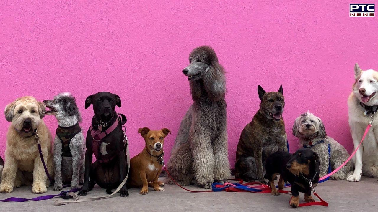 5 Dog Breeds You Should Avoid in India's Hot Climate  Stories