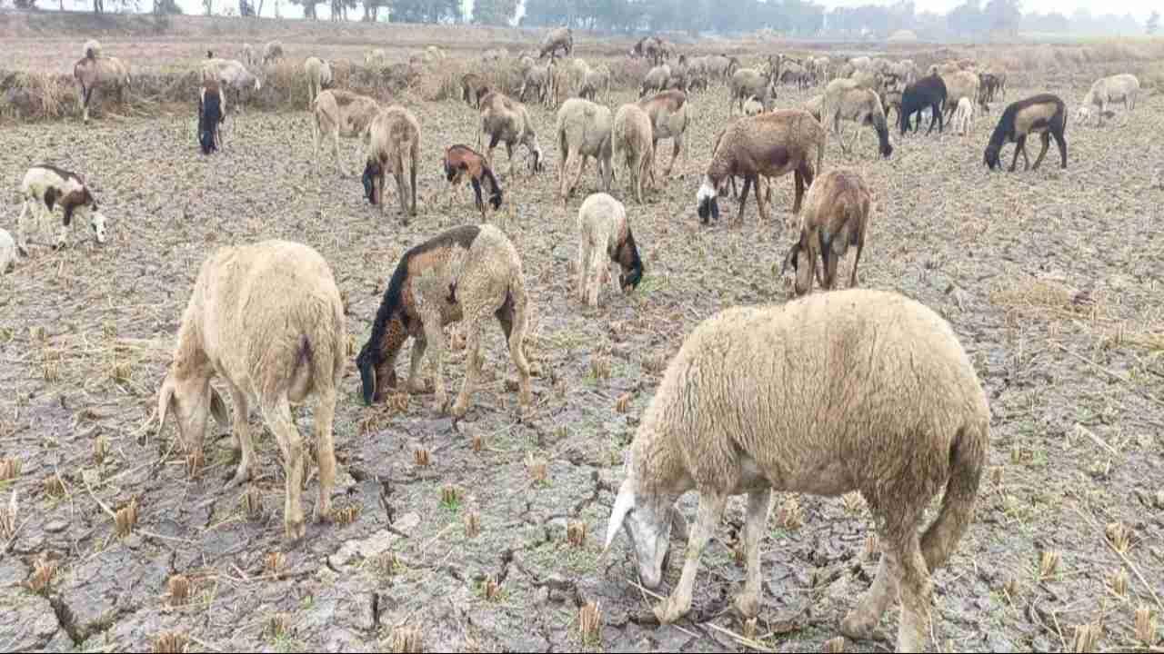 Himachal में फुटरोट बीमारी से भेड़-बकरियों की मौत, गद्दी चरवाहों को भारी नुकसान