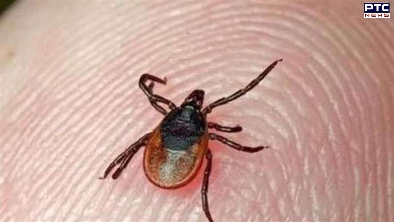 Jodhpur woman dies of Congo fever, health department on alert; know symptoms, do's and don'ts