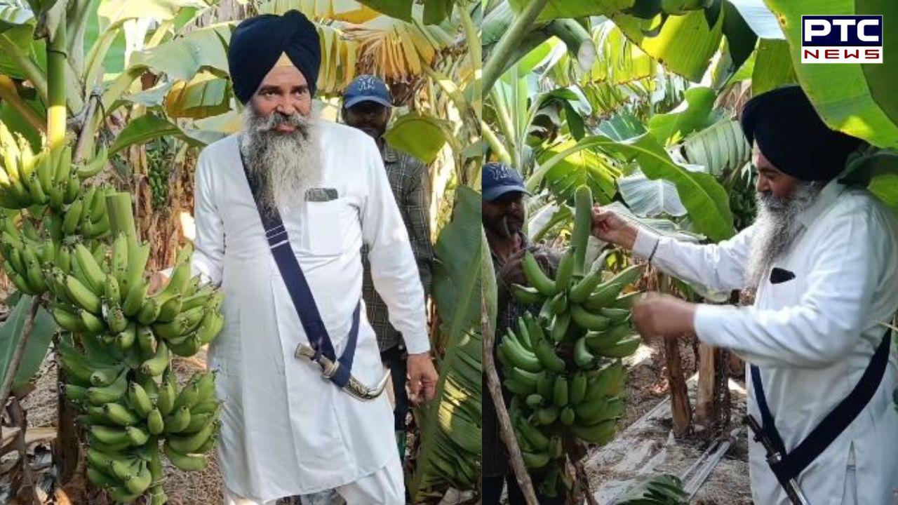 Banana Farming : ਕੇਲੇ ਨੇ ਵੱਡੀ ਕੀਤੀ ਕਮਾਈ! ਹੋਰਨਾਂ ਕਿਸਾਨਾਂ ਲਈ ਰਾਹ-ਦਸੇਰਾ ਬਣਿਆ ਅਗਾਂਹਵਧੂ ਕਿਸਾਨ ਸਤਨਾਮ ਸਿੰਘ