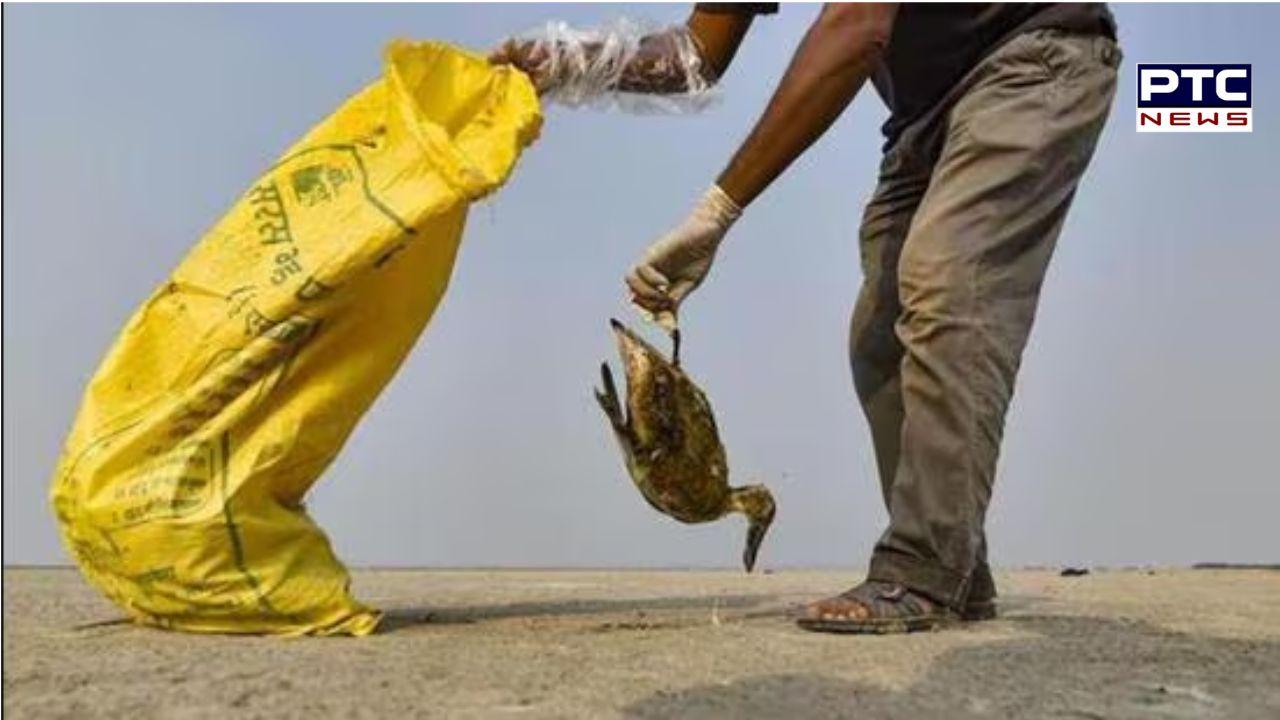 Rajasthan: Over 500 migratory birds die in Sambhar Lake due to Avian Botulism, rescue operations underway