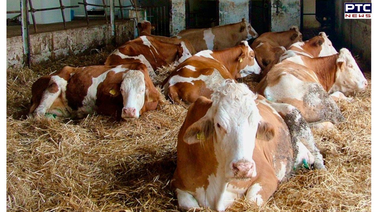 Punjab: 20 cows suspiciously die after consuming fodder at Gaushala in Phagwara