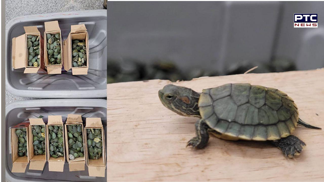 Passenger from Kuala Lumpur arrested at Trichy Airport with 2,447 live turtles in luggage