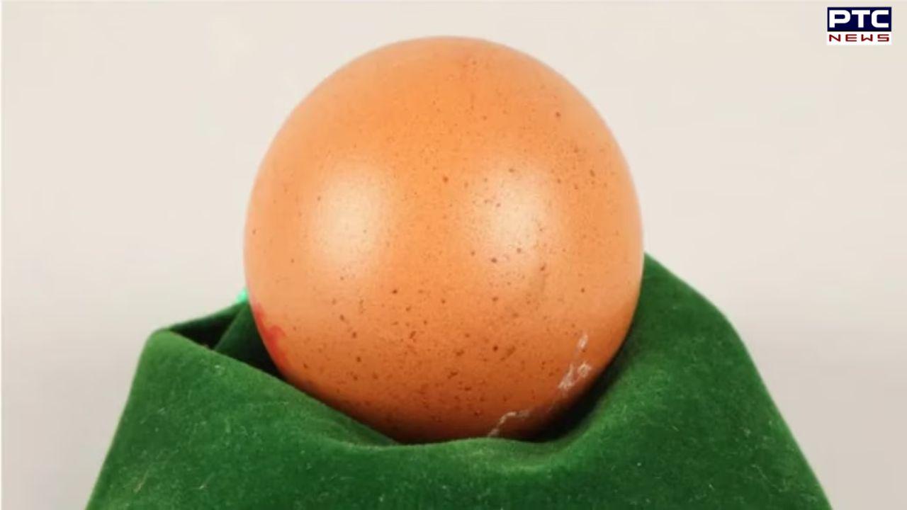 Rare one-in-a-billion perfectly spherical egg sold for Rs 21,000 at UK auction