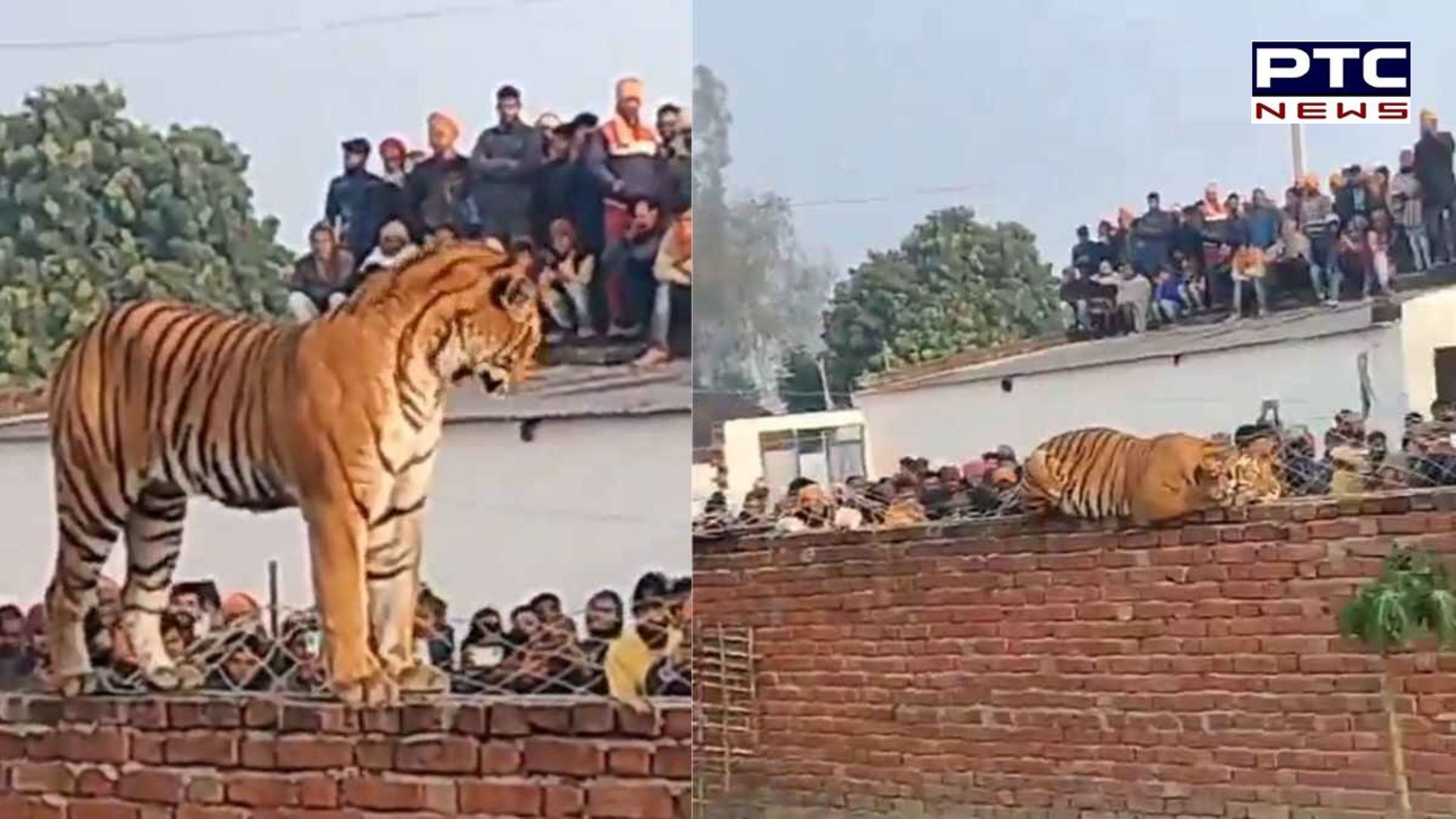 ਵੀਡੀਓ: 2015 ਤੋਂ ਬਾਘ ਦੇ ਹਮਲਿਆਂ ਦੀਆਂ ਚਾਰ ਦਰਜਨ ਘਟਨਾਵਾਂ, ਹੁਣ ਫਿਰ ਪਿੰਡ 'ਚ ਵੜਿਆ ਬਾਘ