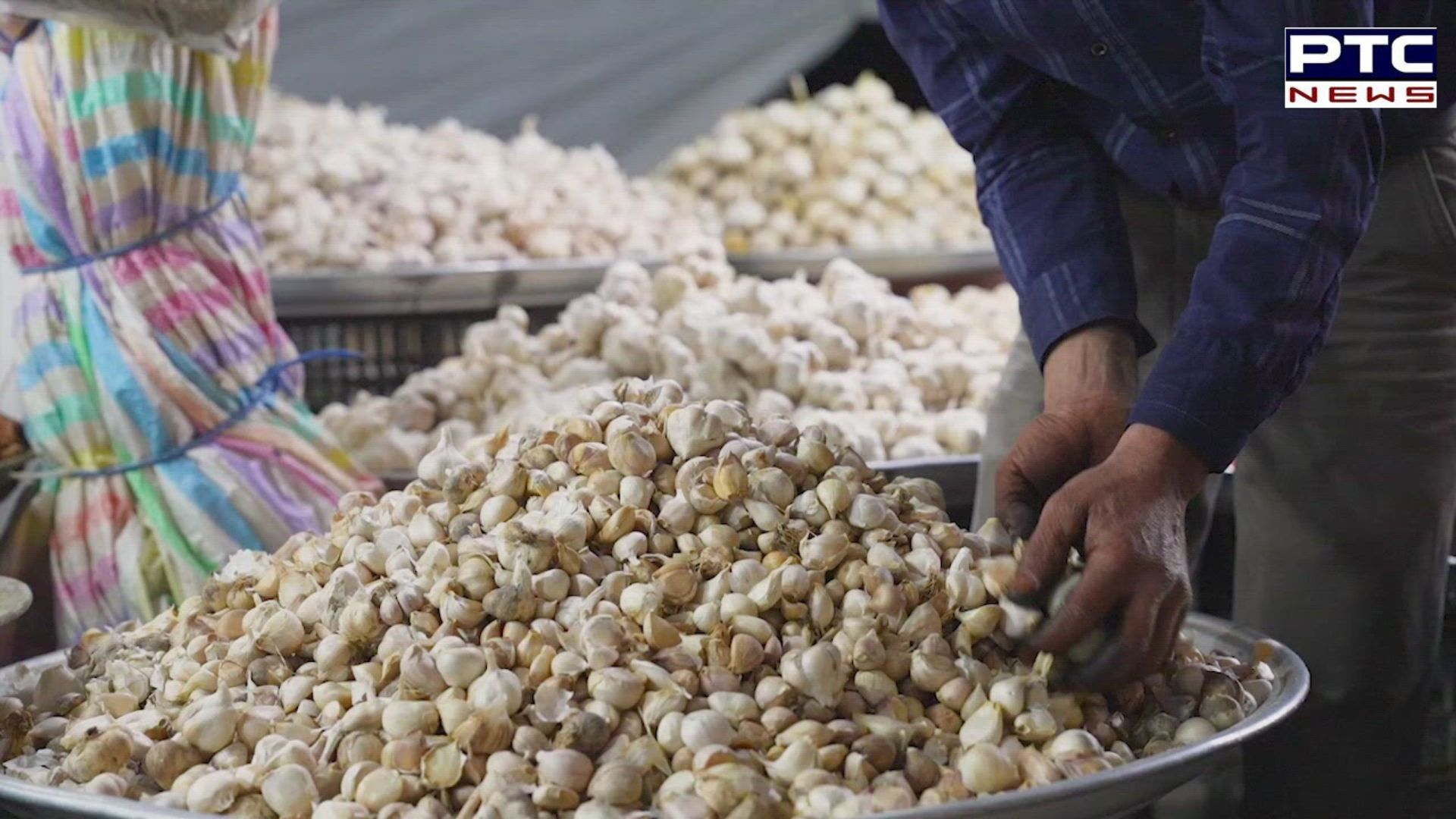 Garlic prices go all-time high; farmers install CCTV cameras in their fields