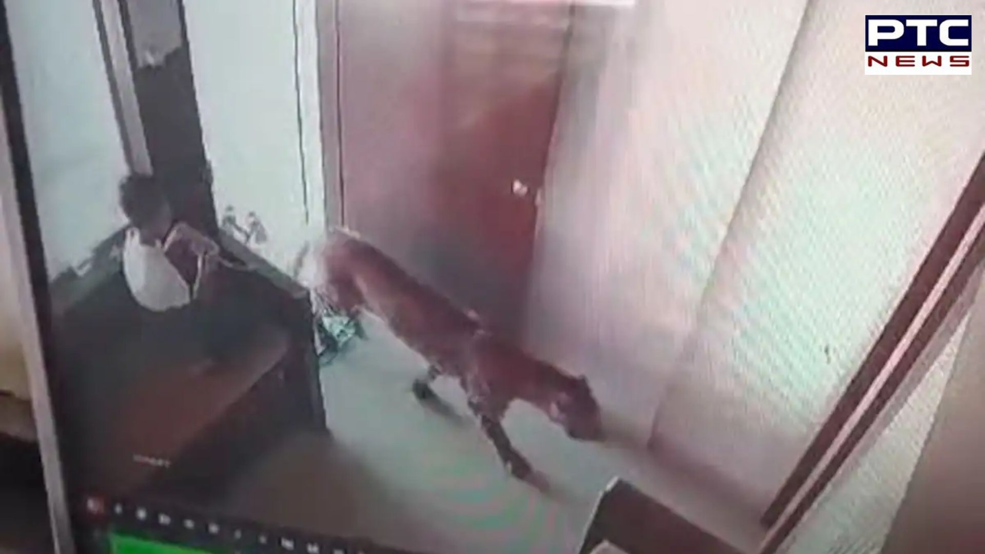 WATCH | Kid’s brave act after seeing leopard entering room, netizens shocked