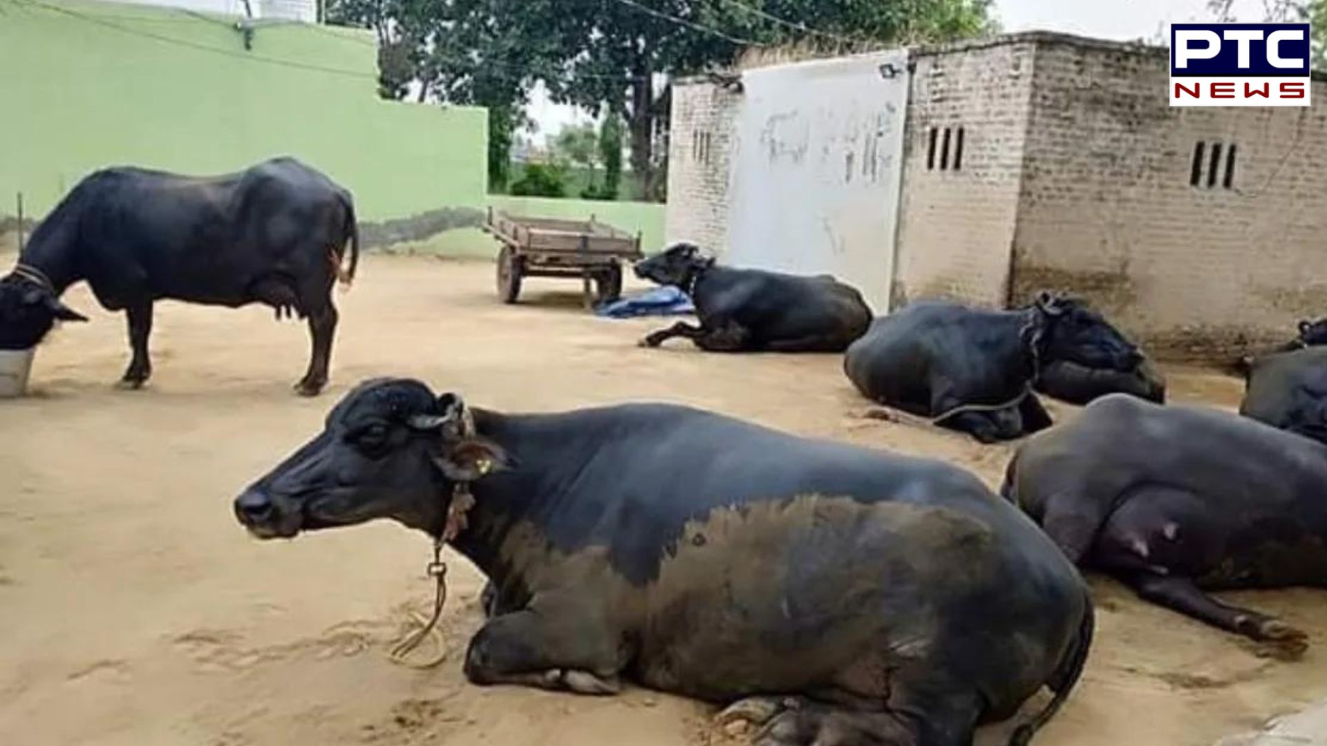 Dairy Cattle Died: ਬਰਨਾਲਾ ’ਚ 30 ਦੇ ਕਰੀਬ ਦੁਧਾਰੂ ਪਸ਼ੂਆਂ ਦੀ ਹੋਈ ਮੌਤ, ਪੀੜਤ ਲੋਕਾਂ ਨੇ ਕੀਤੀ ਇਹ ਮੰਗ