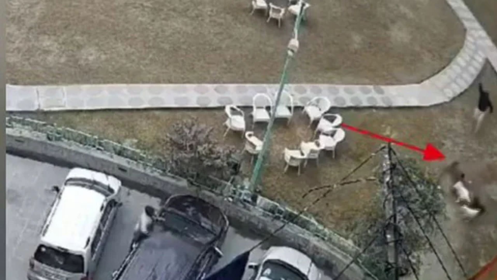 Ghaziabad tragedy: Pack of stray dogs attack kid in apartment complex ...
