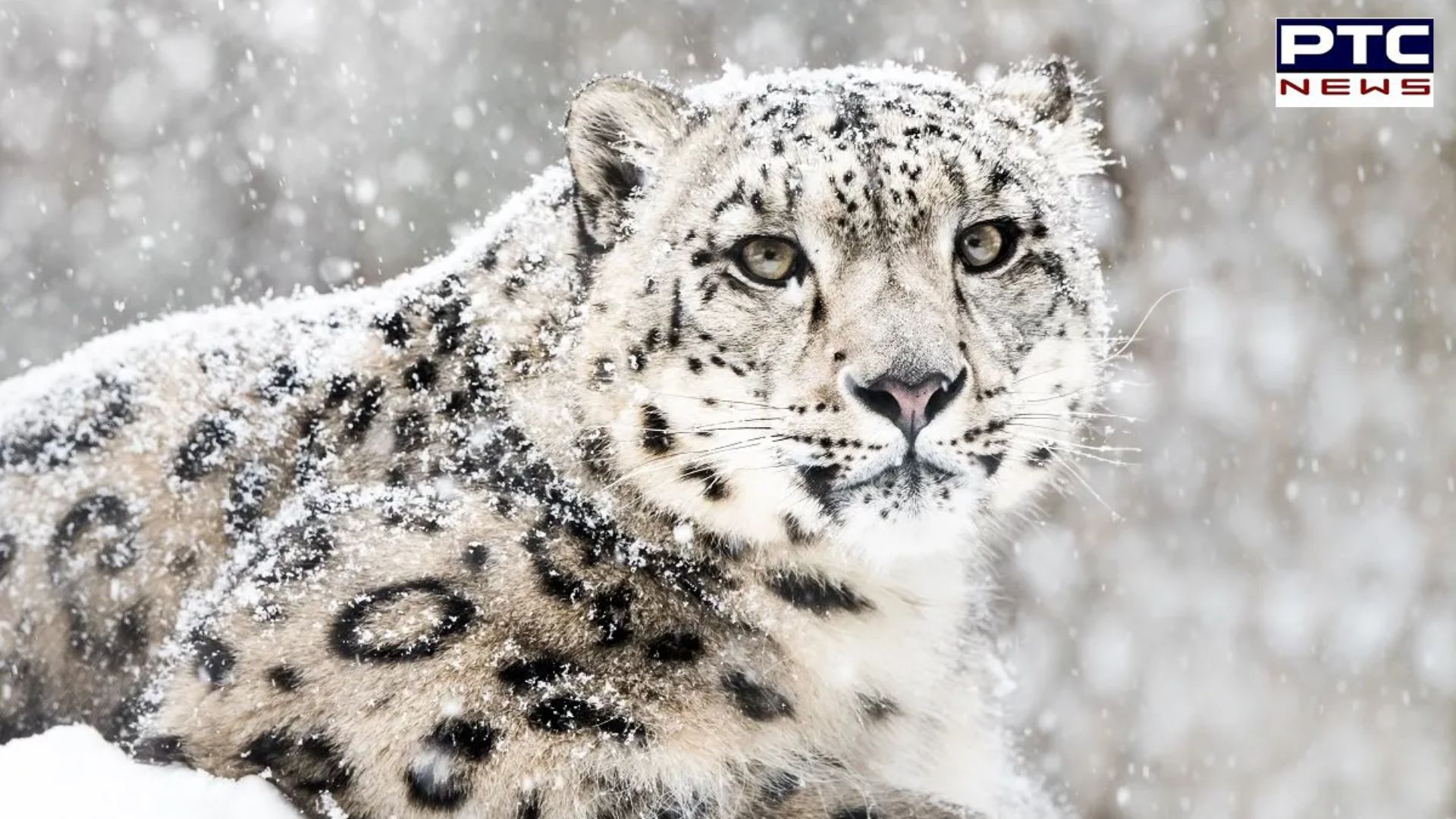 How many snow leopards in India? Which UT has highest population, check here