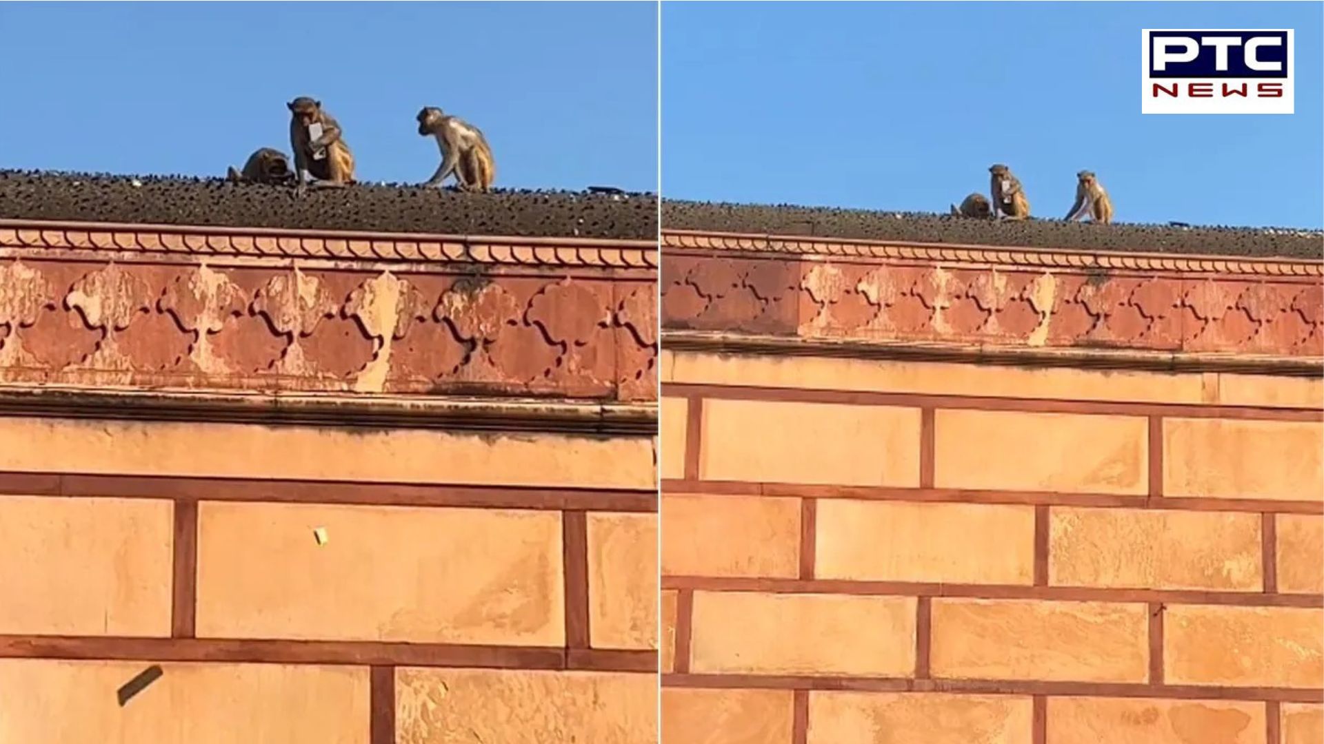 Monkey returns iPhone in Vrindavan after Frooti deal! Watch video