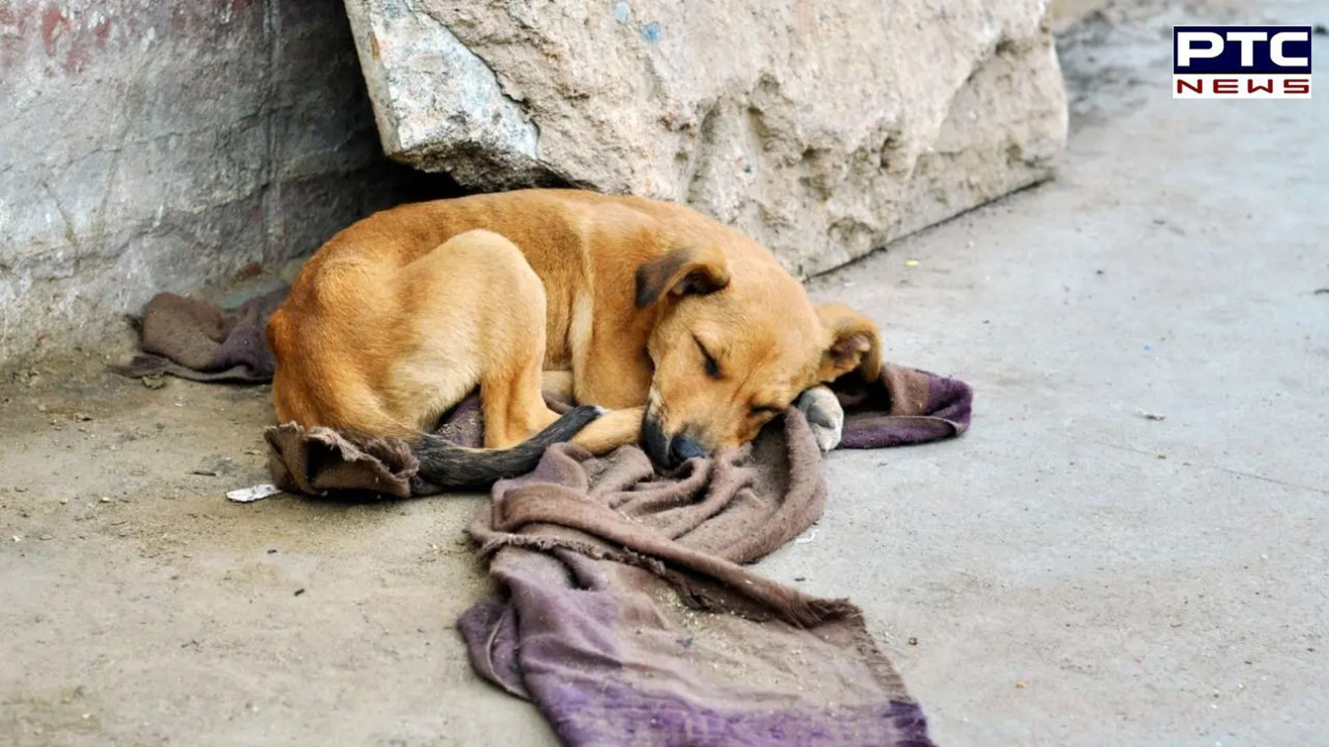 6 Dogs poisoned to death in Mumbai's Thane, case filed