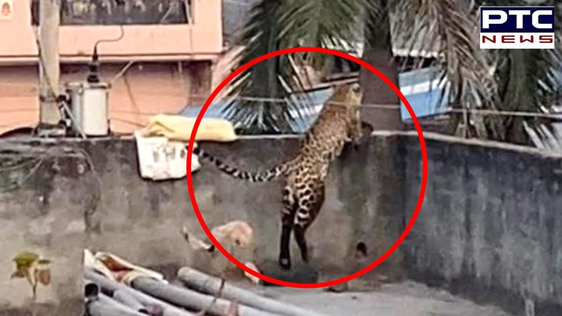 Delhi: 5 injured as leopard enters residential area in Wazirabad; rescue ops underway