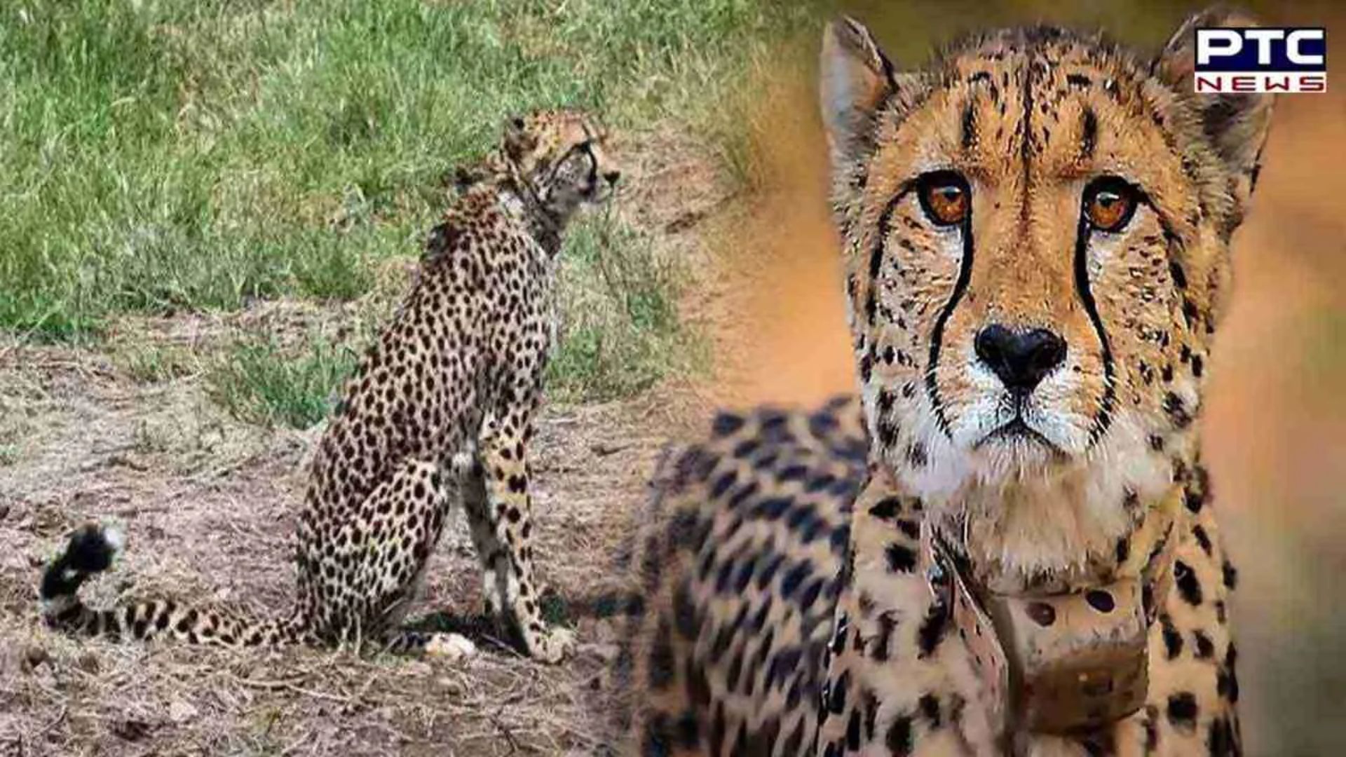 Namibian Cheetah ‘Shaurya’ dies at Kuno National Park