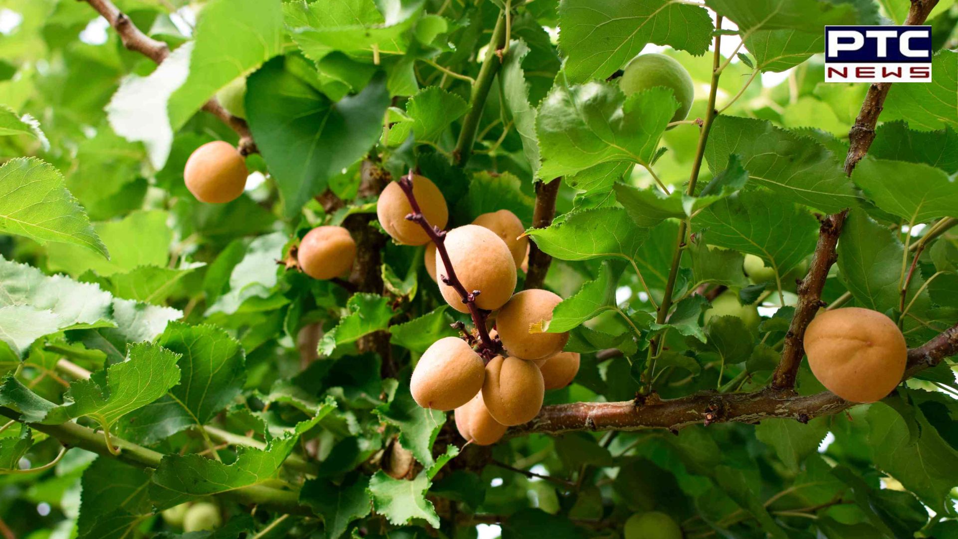 ਖੁਰਾਕ 'ਚ ਸ਼ਾਮਲ ਕਰੋ ਇਹ ਫ਼ਲ, ਬੁਢਾਪੇ 'ਚ ਵੀ ਵਿਖਾਈ ਦੇਵੇਗੀ ਜਵਾਨੀ ਦੀ ਚਮਕ!