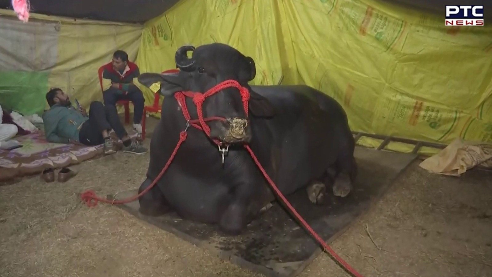 'Gholu 2': Iconic buffalo sensation steals hearts at Bihar dairy expo